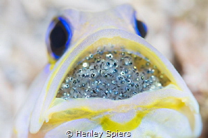 Yellowhead Jawfish & Eggs by Henley Spiers 